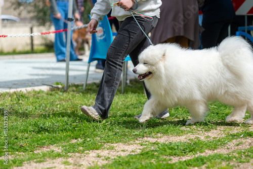 Wallpaper Mural Samoyed Dog That Is Running During A Beauty Competition Torontodigital.ca