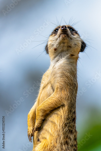 Meerkat on sentry duty