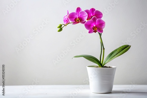 Wallpaper Mural Minimalist Pink Orchid in Ceramic Pot - Elegant Home Decor Stock Photo Torontodigital.ca