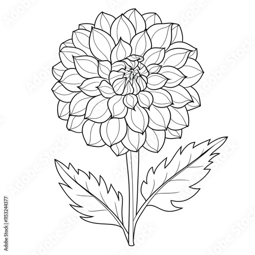 hand drawn flowers