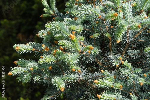 Silver blue Spruce Picea pungens Hoopsii on blurred background. Young blue needles on new branches silver-blue spruce Picea pungens Hoopsii. Selective focus. Nature concept for christmas design