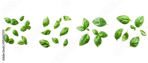 set of Isolated basil leaves on a white background