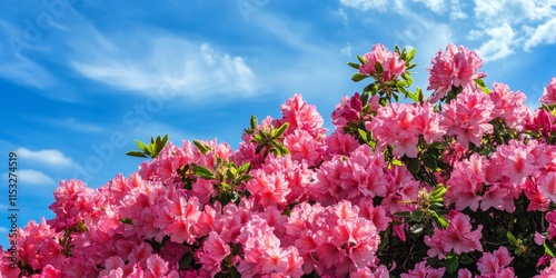 Stunning azalea bushes are in full blossom, contrasting beautifully with the clear blue sky backdrop. The vibrant blooms of azaleas stand out vividly against the sky.