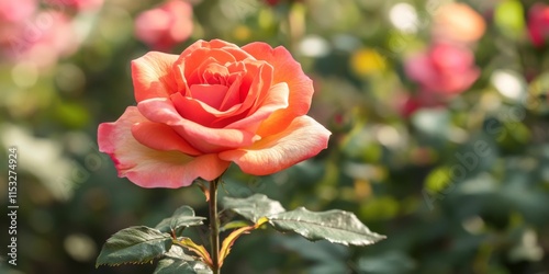 vibrant rose blooming in a lush garden, showcasing the beauty of nature. This stunning rose adds a pop of color to the garden, making the garden an enchanting place to enjoy beautiful roses.