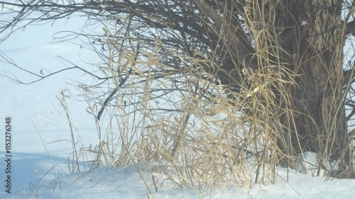 The dry grass is swayed by the wind against the background of snow. Winter picture. Camera panning