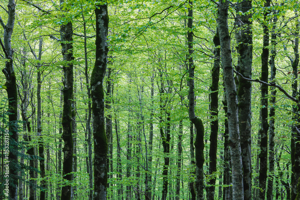 Lush forest with vibrant green foliage. Dense beech forest with tall smooth trunks and fresh green leaves forming a lush canopy illuminated by soft natural light Lush forest with vibrant green foliage. Dense beech forest with tall smooth trunks and fresh green leaves forming a lush canopy illuminated by soft natural light