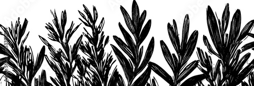 Vintage woodcut illustration showcasing a patch of wild lave plants in their natural habitat