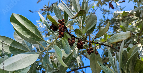 silver buttonwood leaf bottom view photo