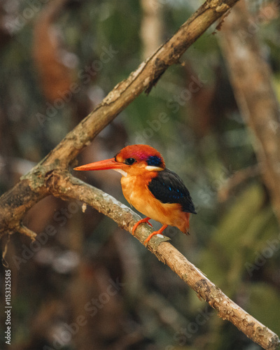 Fotografie three-toed Kingfisher (Ceyx Erithacus) black backed kingfisher and dwarf kingfisher in Sri Lanka