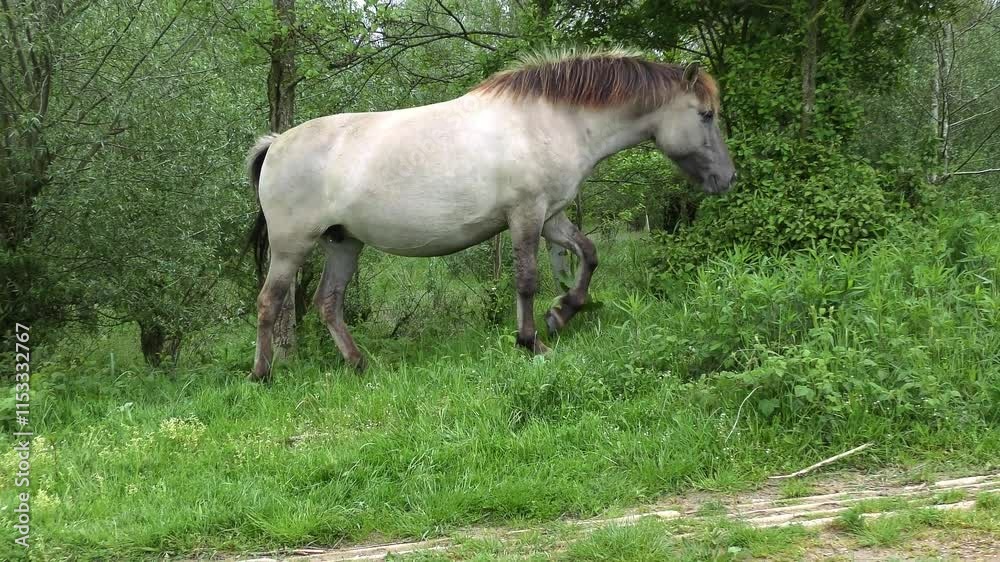 Polish horse walking between trees of floodplain forest, river Waal, Netherlands. Polish horse walking between trees of floodplain forest, river Waal, Netherlands.