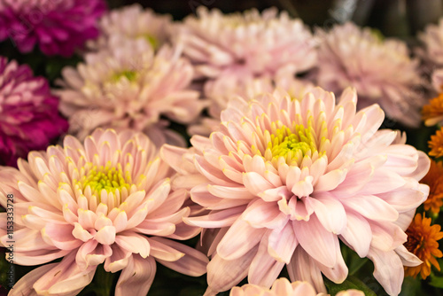 Tableau sur toile Flowers of blooming pink chrysanthemum Rossano Charlotte
