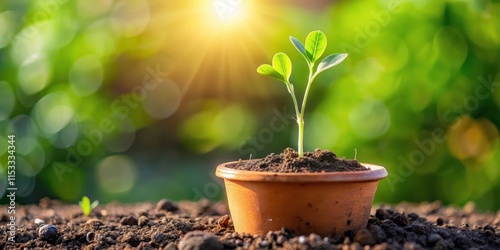 Germination of pea sprout in a pot with soil, garden life, nature scene,  garden life, nature scene, seedling, garden