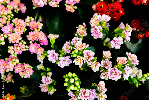 Kalanchoe blossfeldiana - Calandiva, Flaming Katy, Florist Kalanchoe - coral pink flowers. Colorful small flowers of Kalanchoe close-up, Beautiful bright calandiva succulent plant. photo