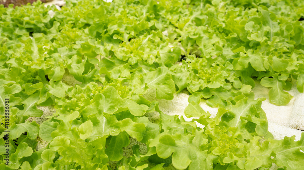 Vegetables in the smart greenhouse vertical plant of hydroponics farm for background ,Organic fresh harvested vegetables; Field of cultivation farming Salad plant farm for health. Vegetables in the smart greenhouse vertical plant of hydroponics farm for background ,Organic fresh harvested vegetables; Field of cultivation farming Salad plant farm for health.