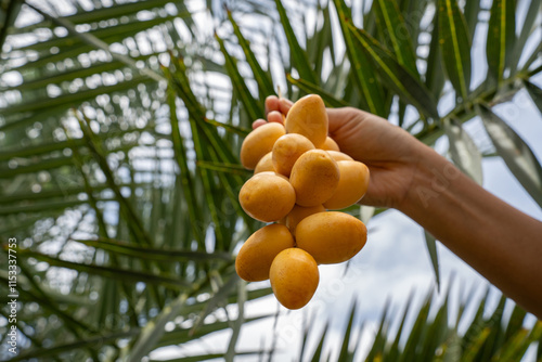 Ready to ripe dates hanging from the tree at a date Plantation . plantation of ripening date palms