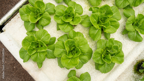 Vegetables in the smart greenhouse vertical plant of hydroponics farm for background ,Organic fresh harvested vegetables; Field of cultivation farming Salad plant farm for health.