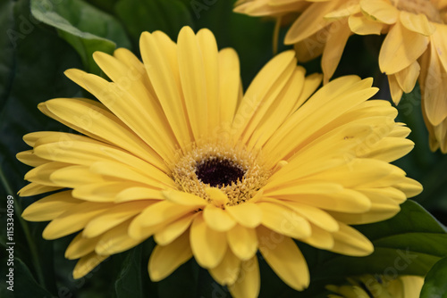 Gerbera jamesonii, Gerbera Daisy, Transvaal daisy, clump forming perennial with basal rosette of dark green pinnately lobed leaves and orange flower heads on long naked stalks photo