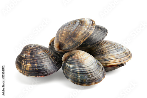 Fresh clams on a transparent background