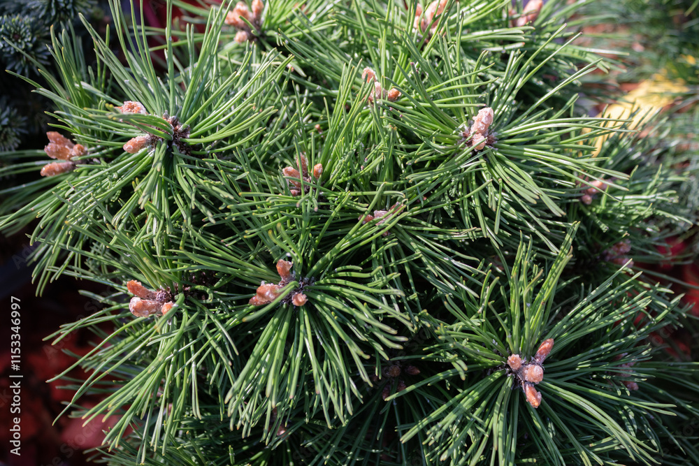Dwarf mountain pine Sherwood Compact in the garden, close-up Dwarf mountain pine Sherwood Compact in the garden, close-up