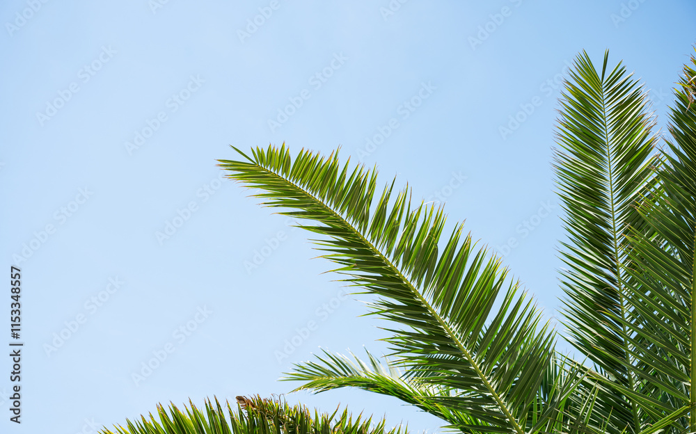 Bright green palm leaves stretch upwards on a sunny day against a bright blue sky. Bright green palm leaves stretch upwards on a sunny day against a bright blue sky.