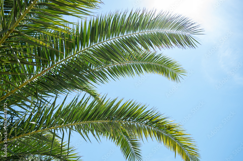 Bright green palm leaves stretch upwards on a sunny day against a bright blue sky. Bright green palm leaves stretch upwards on a sunny day against a bright blue sky.