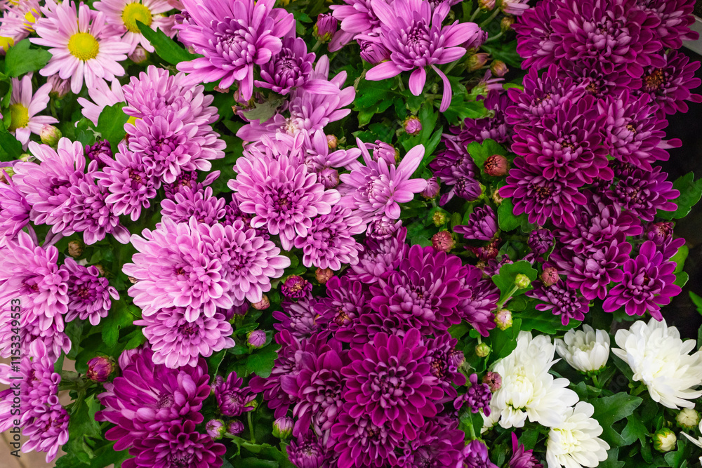 Obraz premium Beautiful Wallpaper of different colors of chrysanthemum. Nature autumn floral background. Chrysanthemums bloom season. close up