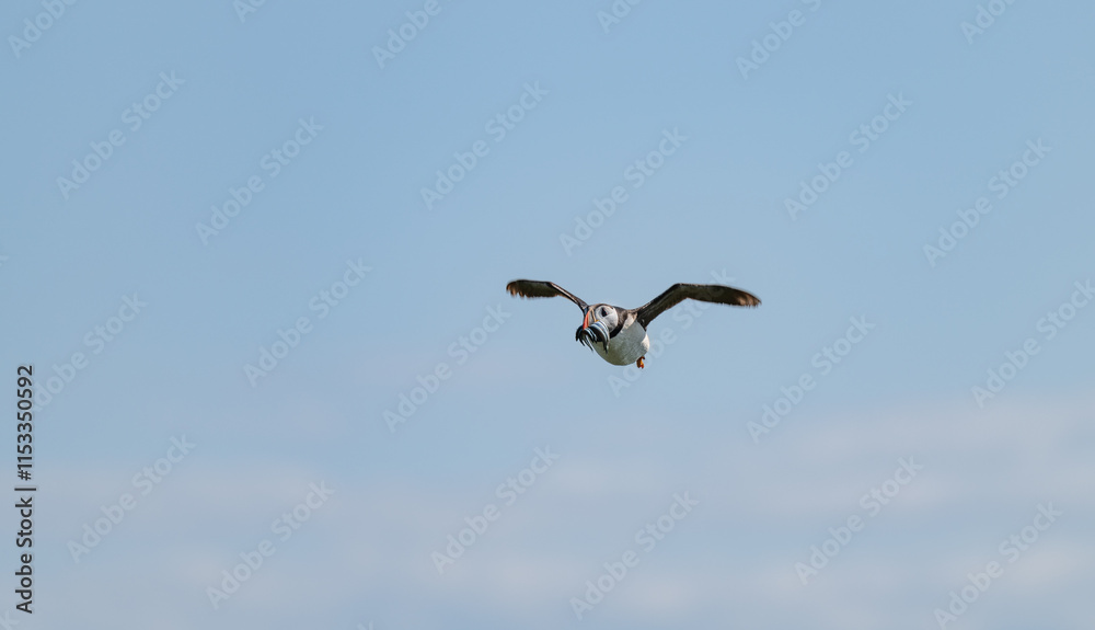 Fototapeta premium Puffin in flight carrying sand eels, Northumberland, England