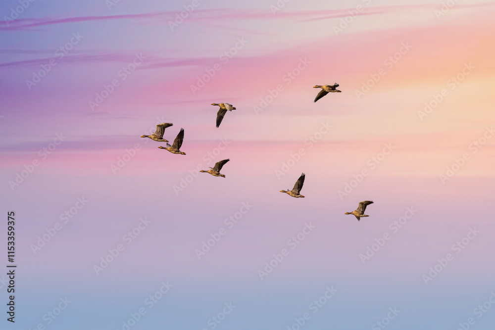 Fototapeta premium Flying geese at dawn over Melrakkaslétta peninsula in Iceland