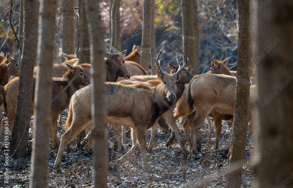 Fototapeta premium Many elk standing and walking in the forest.