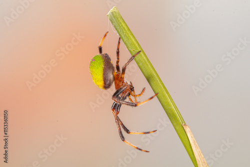 Araniella is a genus of orb-weaver spiders (family Araneidae)