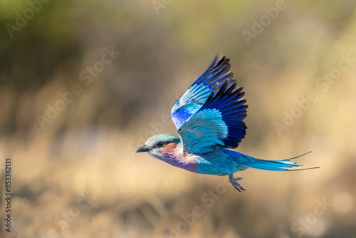 Lilac-breasted Roller, Coracias caudatus, colorful magenta, blue, green bird in Africa in flight with beautiful sunset light, Khwai river, Moremi game reserve, Okavango delta, Botswana	