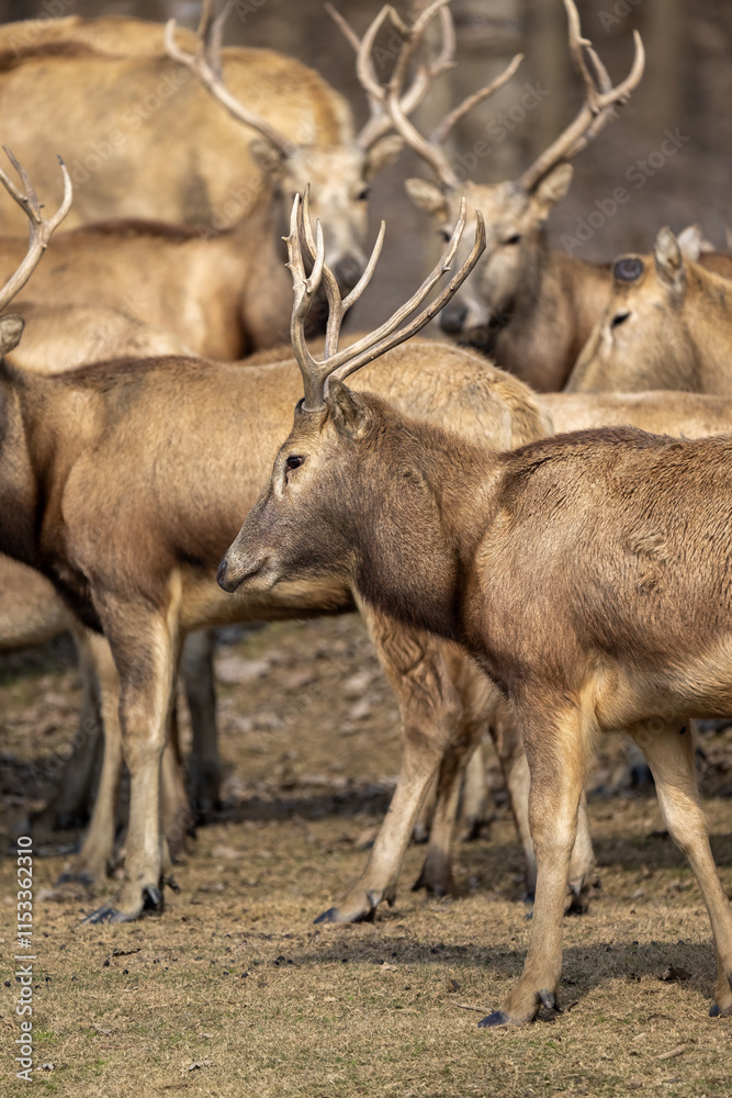 Many elk standing and walking in the field. Many elk standing and walking in the field.