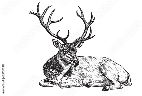 Vintage engraved illustration isolated on white background - Fallow deer (Dama dama)