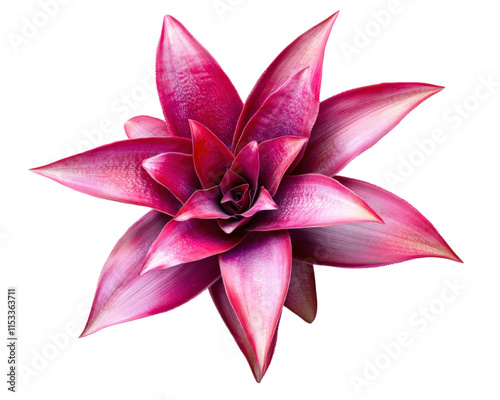 vibrant pink bromeliad flower with lush petals, isolated on transparency background, showcasing its intricate details and natural beauty. Perfect for botanical studies or decorative purposes