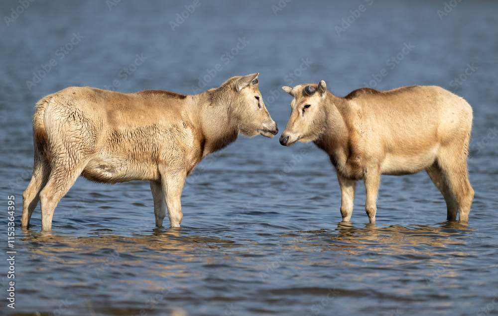 Two elks look at each other in the water. Two elks look at each other in the water.