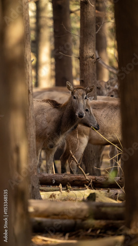 Elk rest in a sunny forest.