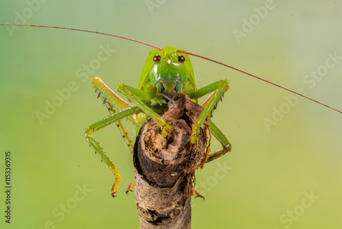 Schilderij op canvas Insects in the family Tettigoniidae are commonly called katydids (especially in North America) or bush crickets