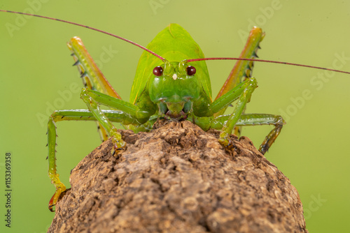 Schilderij op canvas Insects in the family Tettigoniidae are commonly called katydids (especially in North America) or bush crickets