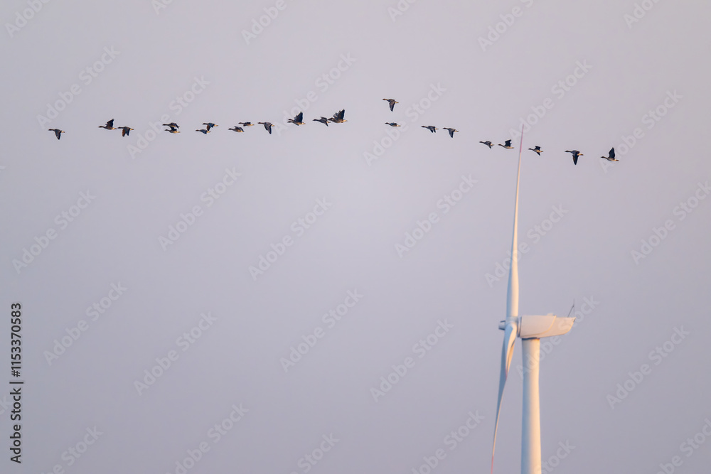A flock of migratory birds flew over the huge wind turbine. A flock of migratory birds flew over the huge wind turbine.