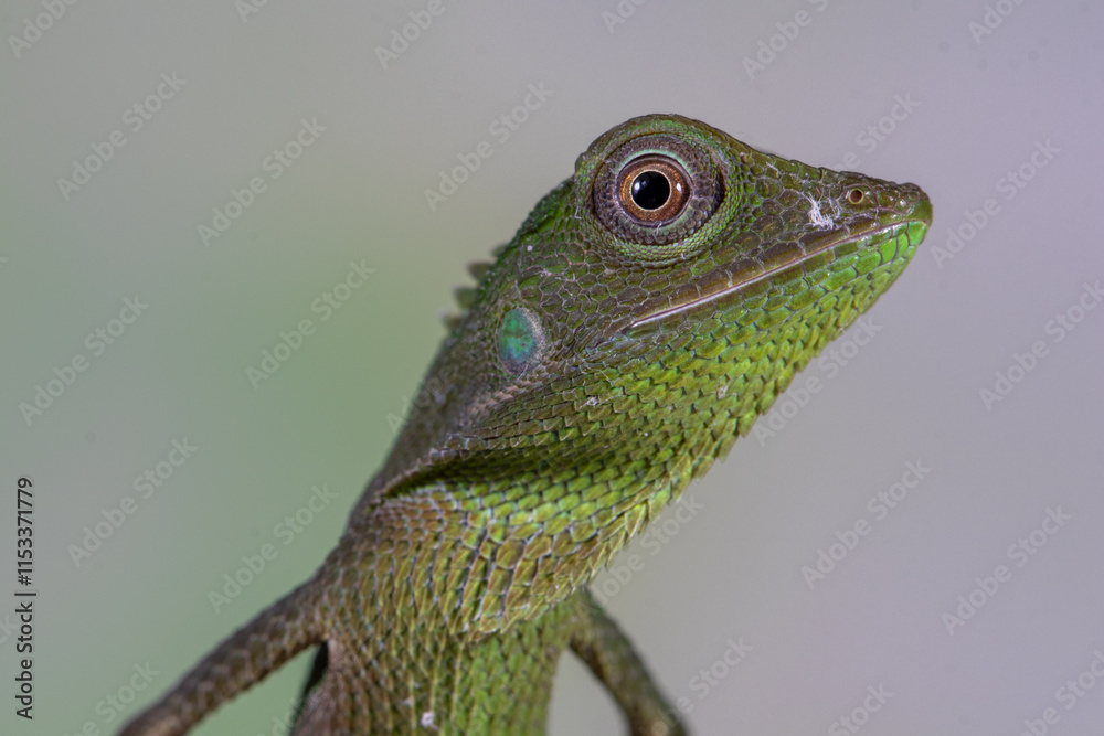 Fototapeta premium chameleon forest dragon, chameleon anglehead lizard (Gonocephalus kuhlii)
