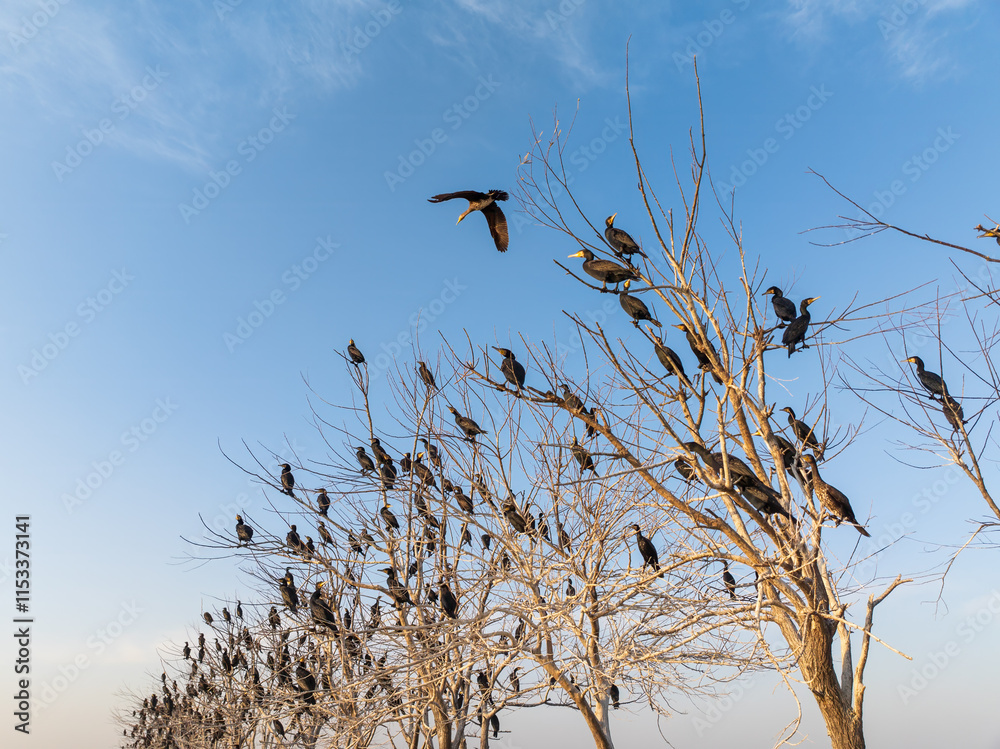 Large number of cormorants standing on dead trees in winter. Daytime view. Large number of cormorants standing on dead trees in winter. Daytime view.