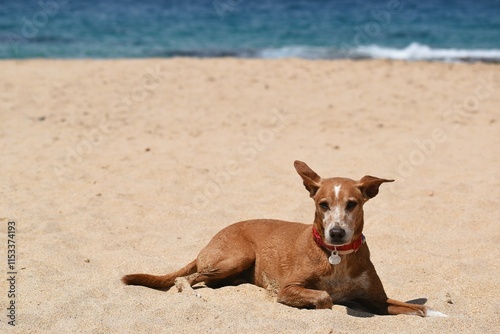 Dog resting on the sandy beach.