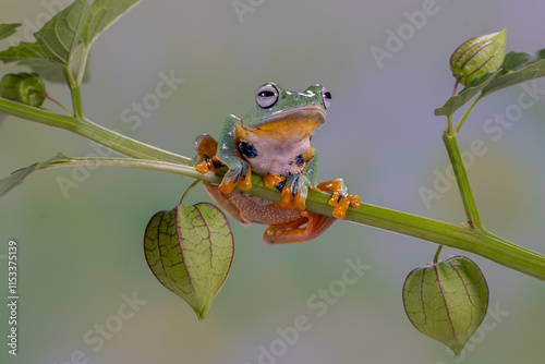 The green flying frog, small flying tree frog, Reinwardti's frog, Reinwardti's flying frog, Reinwardti's tree frog, Reinwardti's gliding frog, or black-webbed tree frog (Rhacophorus reinwardtii) is a  photo