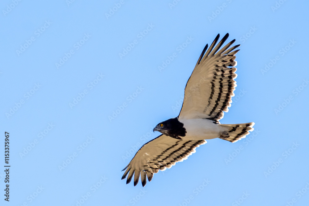 Black-chested snake eagle or black-breasted snake eagle (Circaetus pectoralis) in flight, Khwai river, Moremi game reserve, Okavango delta, Botswana Black-chested snake eagle or black-breasted snake eagle (Circaetus pectoralis) in flight, Khwai river, Moremi game reserve, Okavango delta, Botswana