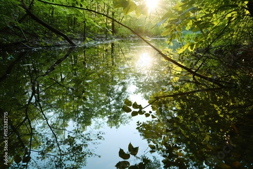 Sunlit Tranquility: Reflective Forest and Water Harmony