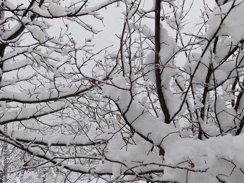 Obraz premium Tree covered snow