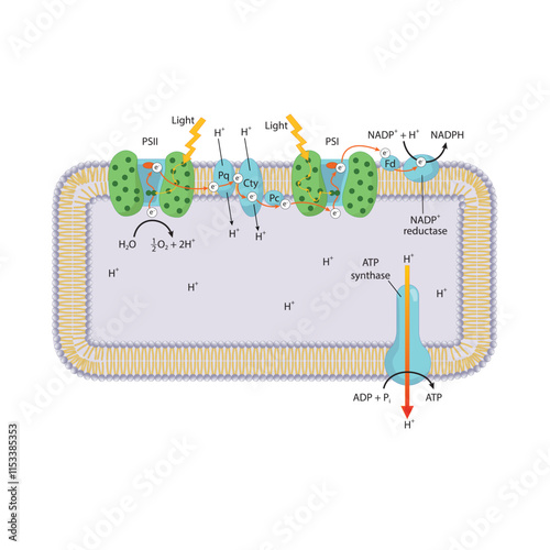 Light dependent reaction illustration