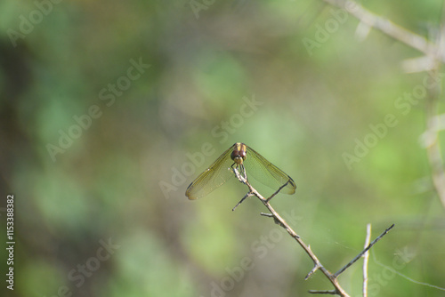 A dragon fly sitting on a thin perch with its wings set in an inverted V shape