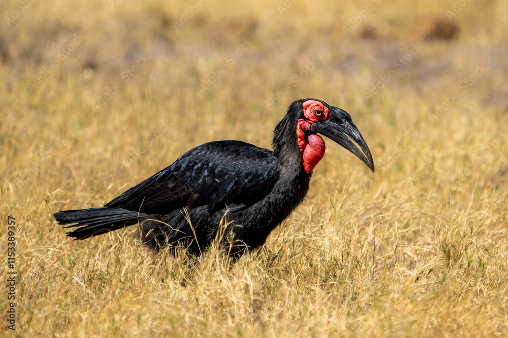 Southern ground-hornbill, Bucorvus leadbeateri walking in dry savanna, Khwai river, Moremi game reserve, Okavango delta, Botswana Southern ground-hornbill, Bucorvus leadbeateri walking in dry savanna, Khwai river, Moremi game reserve, Okavango delta, Botswana
