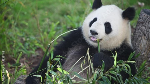 giant panda bear eating bamboo close up